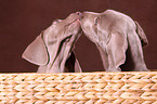 Weimaraner Puppies