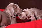 Weimaraner Puppies