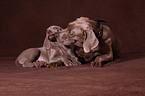 Weimaraner Puppies