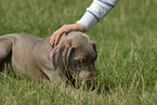 man with Weimaraner