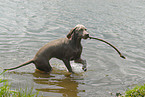 Weimaraner