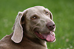 Weimaraner Portrait