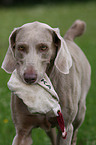 Weimaraner at hunting