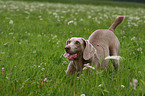 Weimaraner