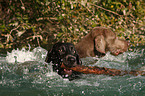 bathing Weimaraner