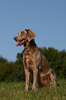 sitting longhaired weimaraner