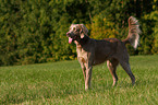 longhaired Weimaraner