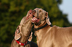 Weimaraner