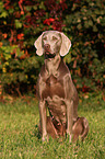 Weimaraner