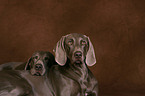 Weimaraner Portrait