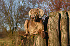 Weimaraner Portrait