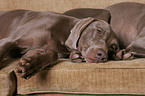 Weimaraner