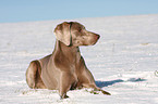 Weimaraner in snow