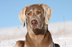 Weimaraner in snow