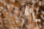 Weimaraner Portrait