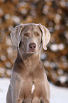 Weimaraner in snow