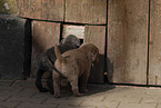 Weimaraner Puppies