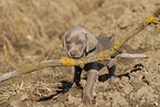 Weimaraner Puppy