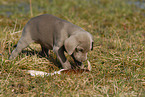 Weimaraner Puppy