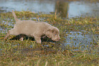 Weimaraner Puppy