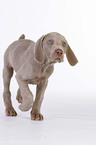 Weimaraner Puppy