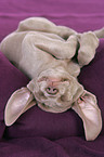 lying Weimaraner Puppy