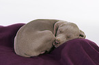 lying Weimaraner Puppy