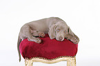 lying Weimaraner Puppy