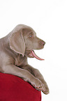 lying Weimaraner Puppy