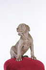 sitting Weimaraner Puppy