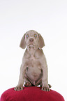 sitting Weimaraner Puppy