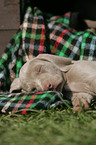 Weimaraner puppy