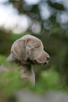 Weimaraner puppy