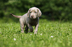 Weimaraner Puppy