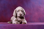 Weimaraner Puppy