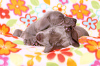 Weimaraner Puppies