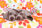 Weimaraner Puppies