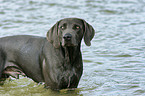 bathing Weimaraner