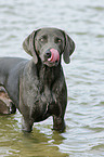 bathing Weimaraner