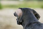 Weimaraner Portrait