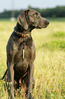 Weimaraner