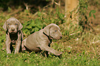 Weimaraner Puppies