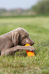 young Weimaraner