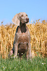 young Weimaraner