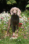 young Weimaraner