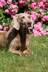 Weimaraner