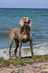 Weimaraner