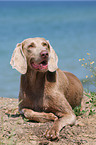 Weimaraner