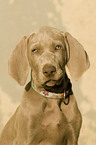 young Weimaraner