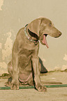 young Weimaraner